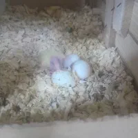 عروس هلندی بالغ نر سخنگو