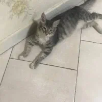 گربه گم شده در لاهیجان