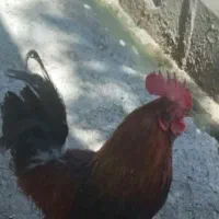 خروس ومرغ جوان باتخم مرغ تازه