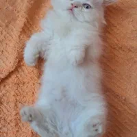 گربه پرشین اصیل