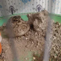 قناری با جوجه کوتوله