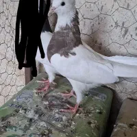 کبوتر طوقی