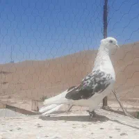 کبوتر پشت