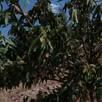 باغ