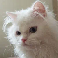 گربه پرشین نر صورت عروسکی