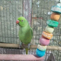 طوطی ملنگو رام وسخنگو ۹ماه