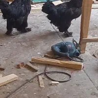 مرغ و خروس