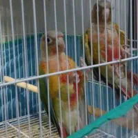 فروش ی جفت گرینچیک اماده لوله گرم کردن اماده