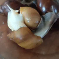 حلزون و تخم حلزون