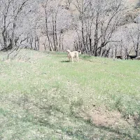 سگ پژدر|سگ|گهواره, |دیوار