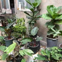 حراج گل های زیبای خانگی برای دکور منازل