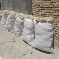 پشم سفید