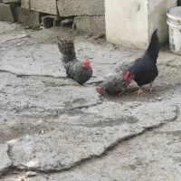 جوجه نیمچه جاپنیز
