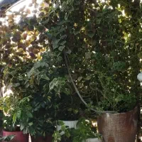 فروش خانه کلنگی