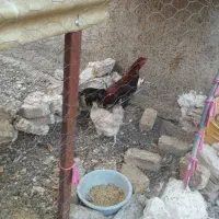 خروس لاری
