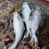 ماهی صبور