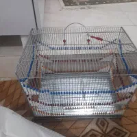 قفس