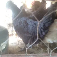 مرغ وخروس