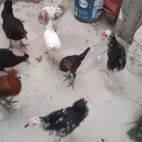 باری مرغ