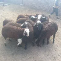 بره درجه یک برای چاق کردن