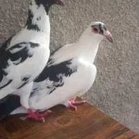 کفتر‌ابلغ‌و سبز