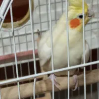 پرنده