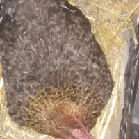 مرغ کرچ