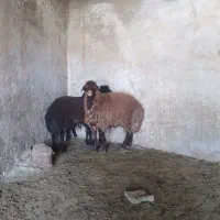 بره نر. میش.بز.قوچ