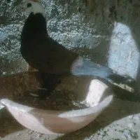 کفتر  پرشی