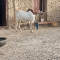 40ملیون