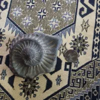 فسیل / آمونیت/ کلکسیونی