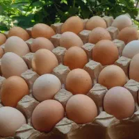 تخم مرغ محلی و ارگانیک شده