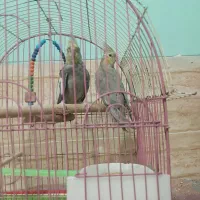 عروس هلندی