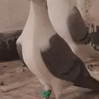 ماده واز