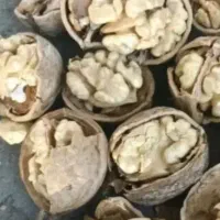 گردو بلغاری