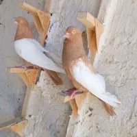 سینه زرد یال دار ماده دو کاکله