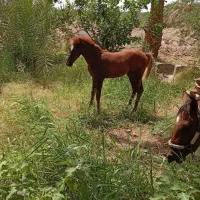 اسب ماده