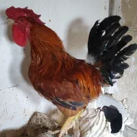 خروس و مرغ تخم گذار