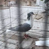 کبوتر