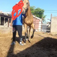 اسب|اسب و تجهیزات اسبسواری|نظرآباد, احمد آباد|دیوار