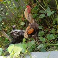 خروس لاری