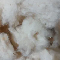 پنبه