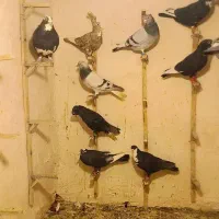 کفتر یا کبوتر
