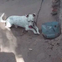 سگ‌ پاکوتاه