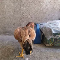 مرغ لاری اصیل