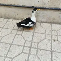 پرنده