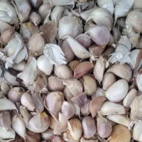 سیر با پوست و بدون پوست همدان