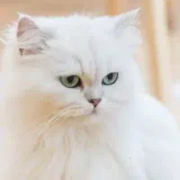 گربه پرشین سفید