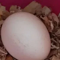 تخم طاووس