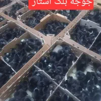 جوجه و محلی و گوشتی و گلپایگان